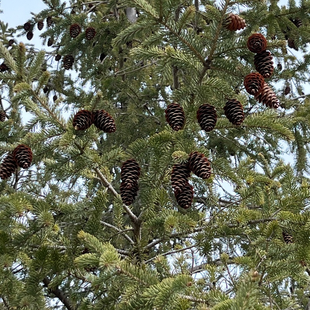 Meet your Posher, Tyra